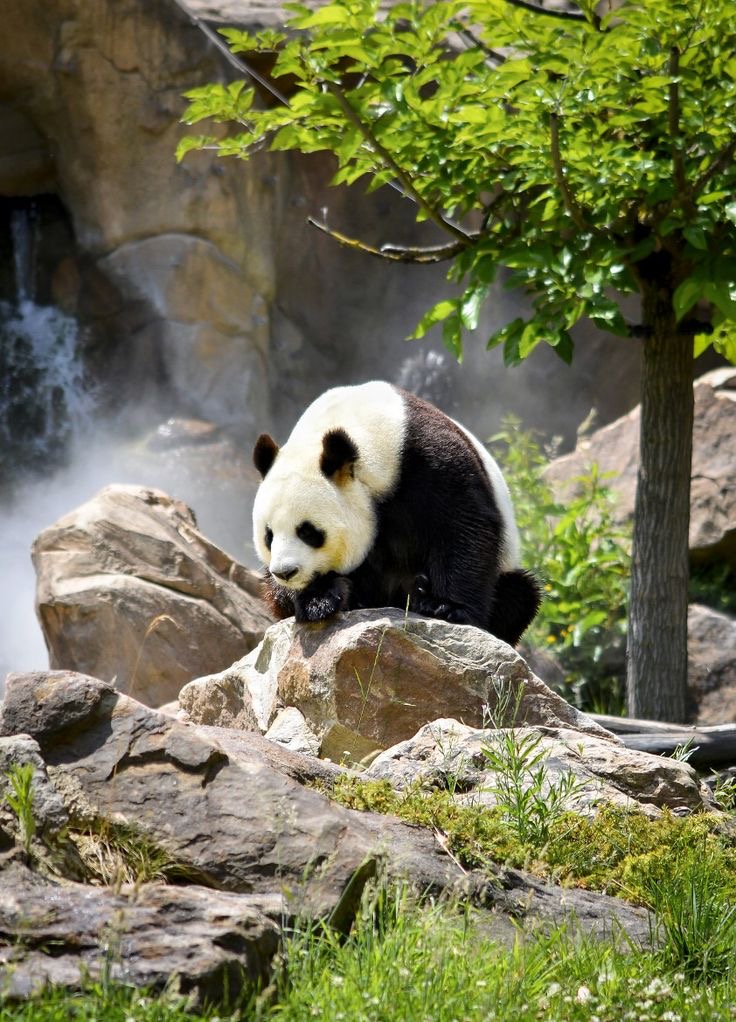 Background panda
